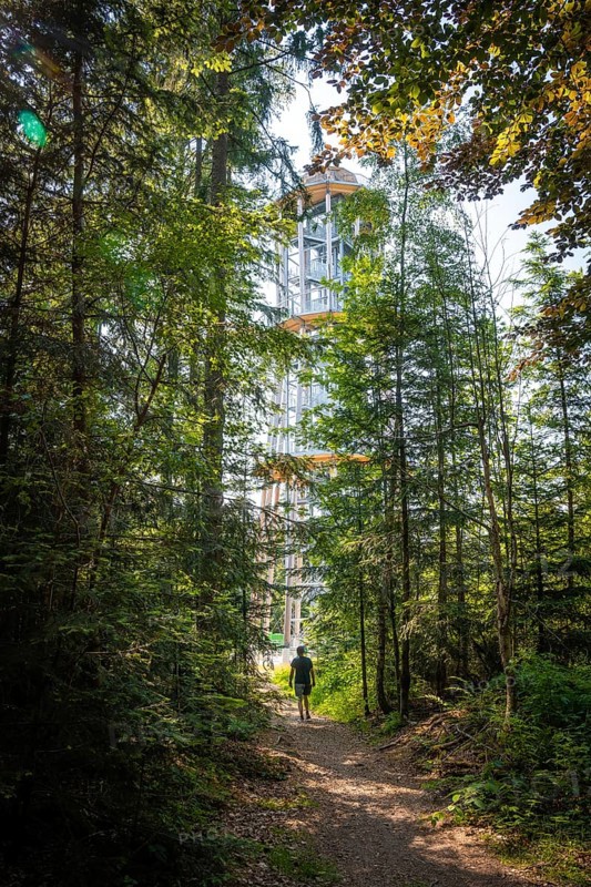 A tall tower surrounded by thick forest along a shady hiking trail, Himmelsglück observation tower with Flying Fox, Schömberg, Black Forest, Germany