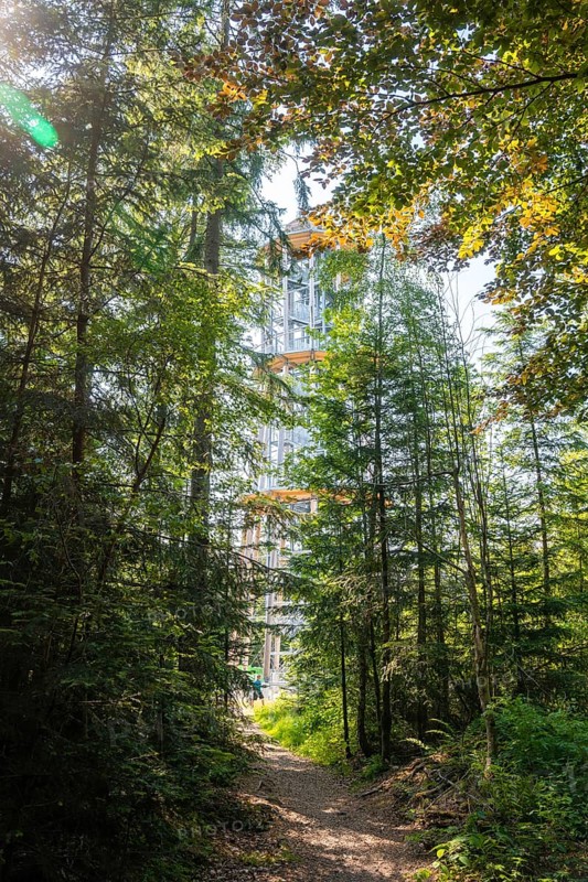 A treetop trail juts through summer forest, flooded with sunlight, Himmelsglück observation tower with Flying Fox, Schömberg, Black Forest, Germany