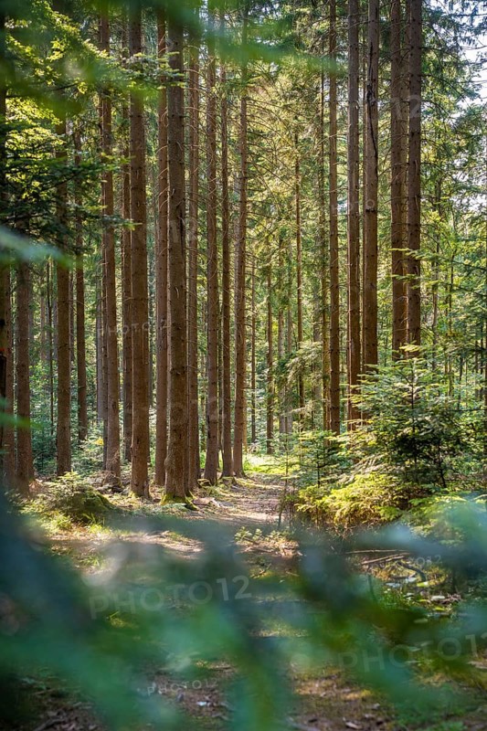 A quiet forest trail surrounded by tall trees with incoming sunlight, Himmelsglück observation tower with Flying Fox, Schömberg, Black Forest, Germany
