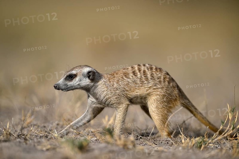 Meerkats or suricates (Suricata suricatta), Makgadikgadi Salt Pans, Makgadikgadi Pans National Park, Central District, Botswana