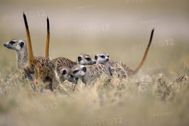 Meerkats or suricates (Suricata suricatta), Makgadikgadi Salt Pans, Makgadikgadi Pans National Park, Central District, Botswana
