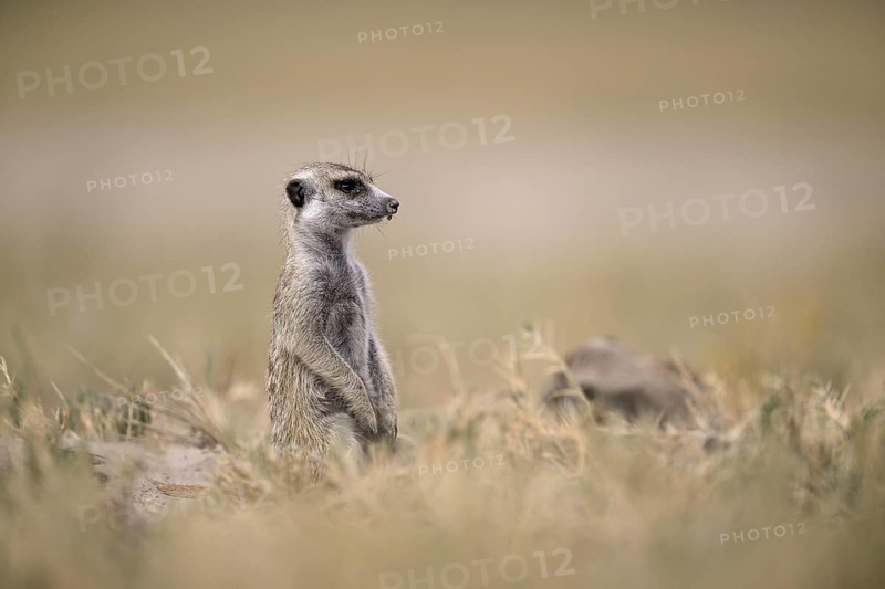 Meerkats or suricates (Suricata suricatta), Makgadikgadi Salt Pans, Makgadikgadi Pans National Park, Central District, Botswana