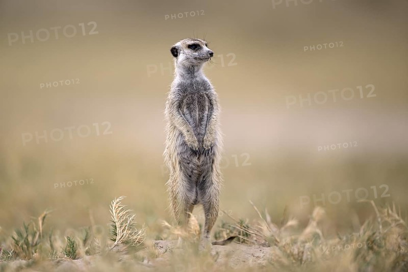 Meerkats or suricates (Suricata suricatta), Makgadikgadi Salt Pans, Makgadikgadi Pans National Park, Central District, Botswana