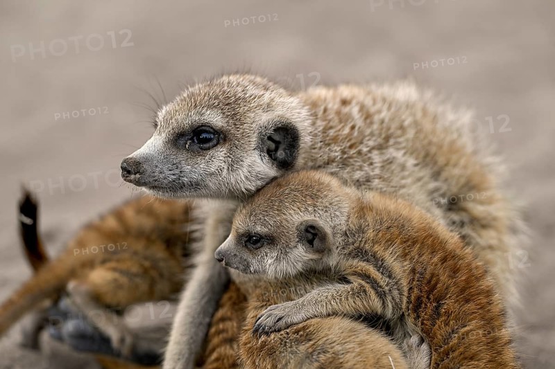Meerkat or Suricata (Suricata suricatta), mother with young, Makgadikgadi Salt Pans, Makgadikgadi Pans National Park, Central District, Botswana