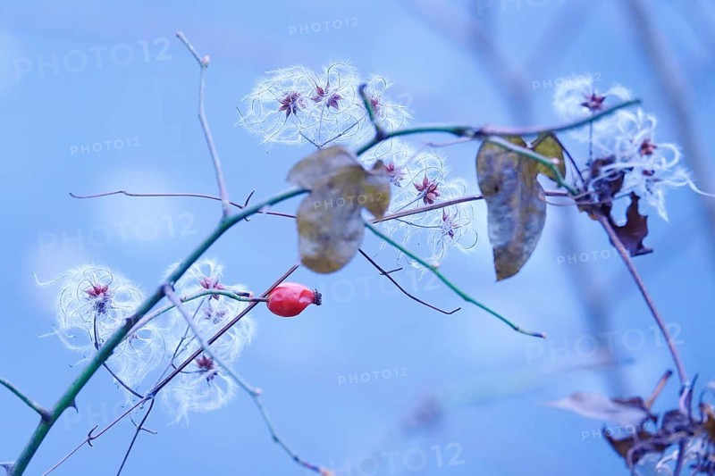 Rosehip on a bush in winter, Germany
