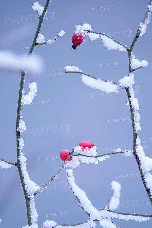 Rose hips on a bush in winter with snow, Germany