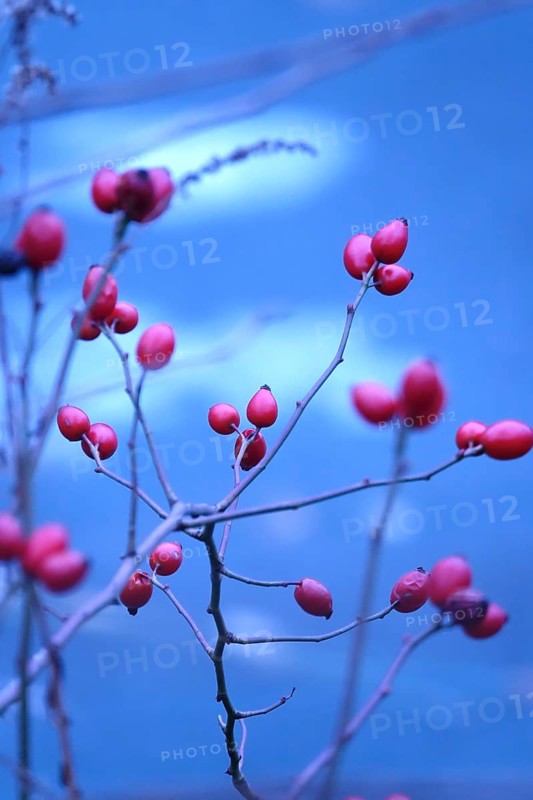 Rose hips on a bush in winter, Germany