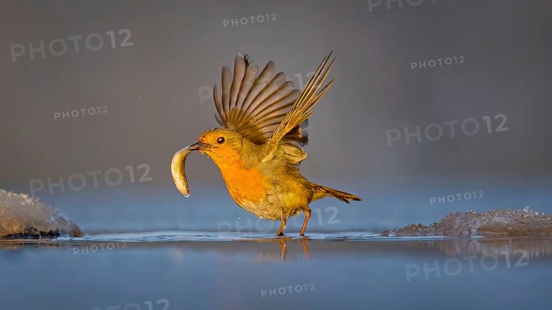 Robin (Erithacus rubecula) Family Flycatcher (Muscicapidae) Winter with frost and ice, hunting fish and preying, at the water, food, Hortobágyi Nemzeti Park, Hungary