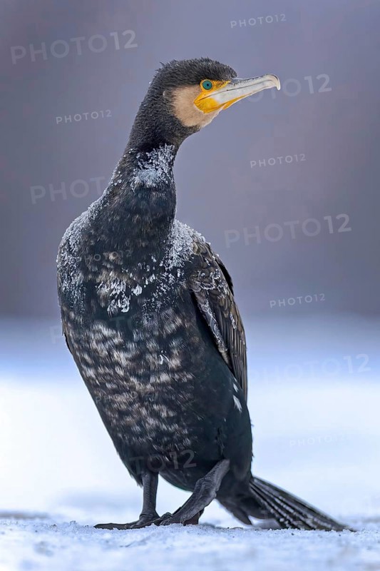 Cormorant (Phalacrocorax carbo) sitting, frost and ice on feathers, portrait, winter, hunting, fishing, sunrise, morning light, Hortobágyi Nemzeti Park, Hungary