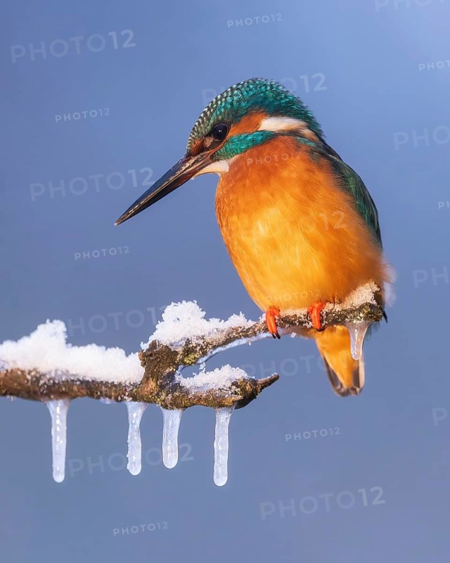 Kingfisher (Alcedo atthis) icicles, winter and frost, perching on frozen branch, foraging, hunting, looking for prey, snow, male, flying gems, indicator of clean water and rivers, Hortobágyi Nemzeti Park, Hungary