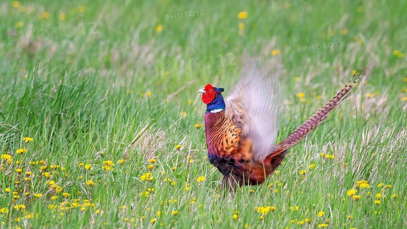 Pheasant (Phasianus colchicus) Hunting game, courtship display, calling, male, summer meadow, Middle Elbe river landscape, Saxony-Anhalt