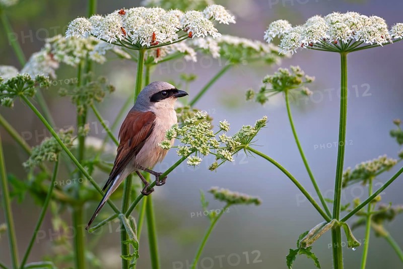 Red-backed shrike (Lanius collurio) or red-backed shrike on the lookout, hunting, male, in the hide, summer, meadow hogweed, foraging, Central Elbe river landscape, Saxony-Anhalt