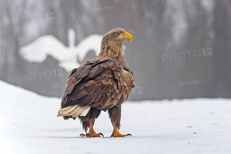 White-tailed eagle (Haliaeetus albicilla) adult bird on the water and on the ice, hunting, foraging, lake landscape, prey, hunting, waterfowl fleeing, heron fleeing, catches, flight, bird of prey, watery landscape, Hortobágyi Nemzeti Park, Hungary