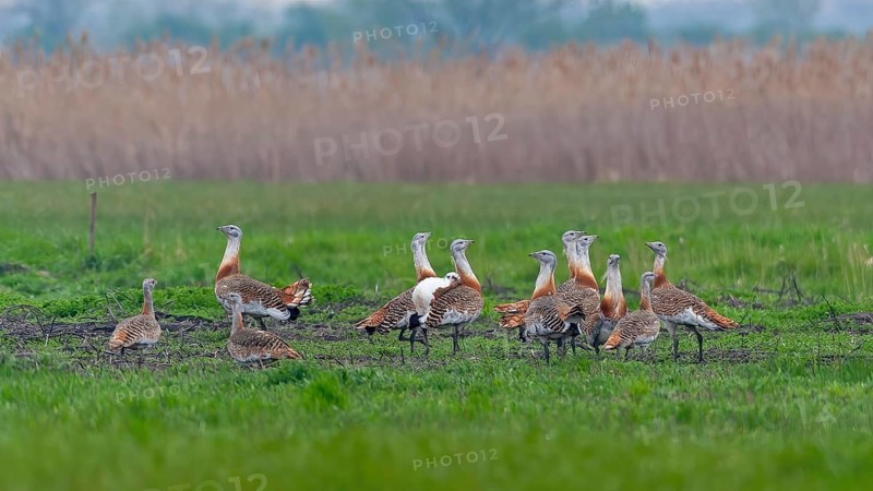 Great Bustard (Otis tarda) groups courtship display, male and female, breeding plumage, mating plumage, Pannonian Plain, Austria