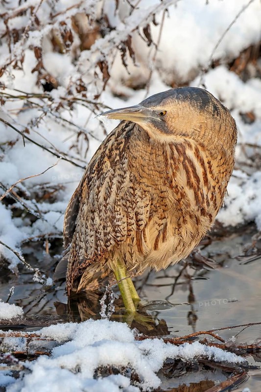 Bittern (Botaurus stellaris) in winter on a watercourse, snow and ice, frost, hunting, foraging, crepuscular and nocturnal, heron family, Middle Elbe river landscape, Saxony-Anhalt