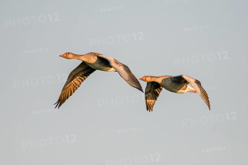 Two greylag geese (Anser anser) flying side by side in the clear sky, Dümmer nature park Park, Lower Saxony, Germany