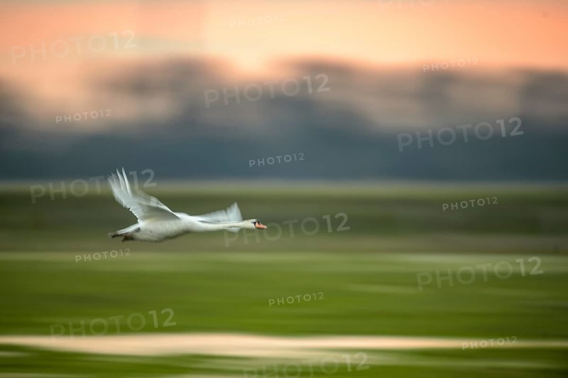 A Mute Swan (Cygnus olor) flies over a field in front of an orange-coloured sky, motion blur, Wischer, Dümmer nature park Park, Lower Saxony, Germany