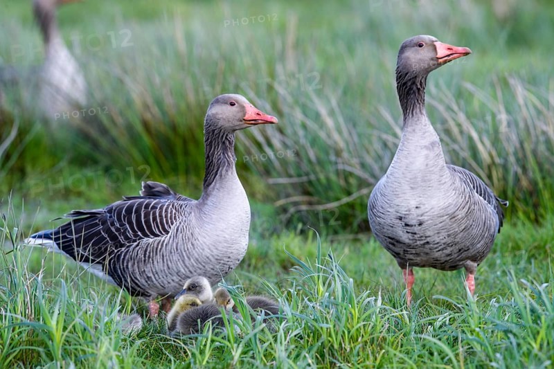 Two greylag geese (Anser anser) guarding their chicks in the tall grass, a feeling of family and care, Dümmer nature park Park, Lower Saxony, Germany