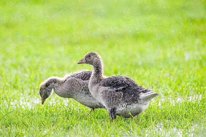 Two large goslings of grey goose (Anser anser) standing on a green meadow and searching the ground, Dümmer nature park Park, Lower Saxony, Germany