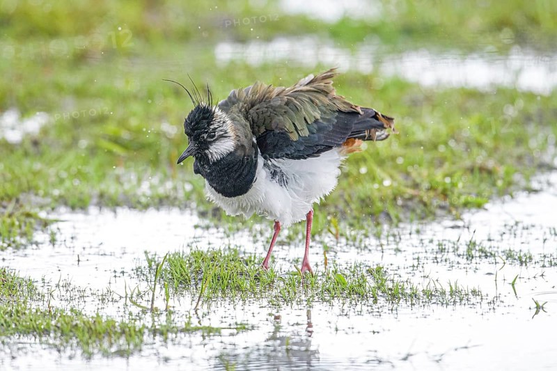 A lapwing (Vanellus vanellus) with a crest of feathers stands on a wet meadow and observes the surroundings, Dümmer nature park Park, Lower Saxony, Germany