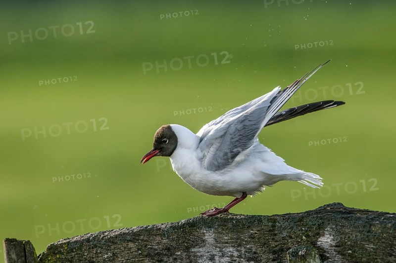 A black-headed gull (Chroicocephalus ridibundus, syn.: Larus ridibundus) raises its wings on a wooden beam in front of a green background, Dümmer nature park Park, Lower Saxony, Germany