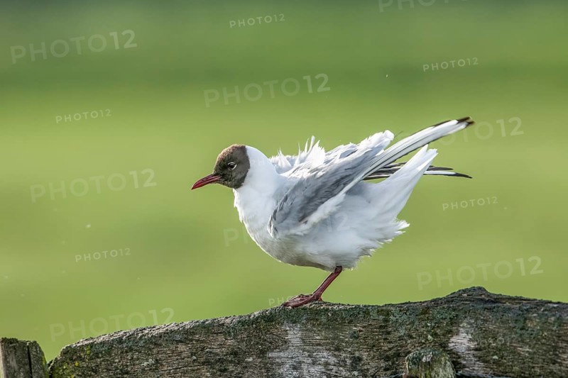 A Black-headed Black-headed Gull Black-headed Gull (Chroicocephalus ridibundus, Syn.: Larus ridibundus) preens its plumage on a wooden beam in front of a green background, Dümmer nature park Park, Lower Saxony, Germany