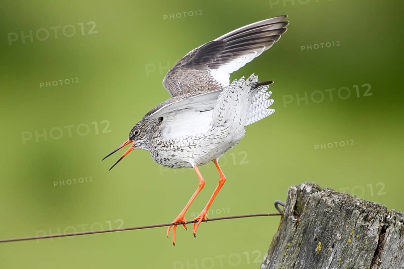 A redshank (Tringa totanus) balancing on a tightrope, its wings wide open, Dümmer nature park Park, Lower Saxony, Germany