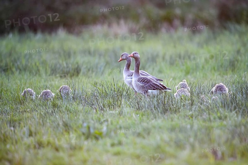 Greylag geese (Anser anser) with their goslings in the tall grass of a green meadow, Dümmer nature park Park, Lower Saxony, Germany