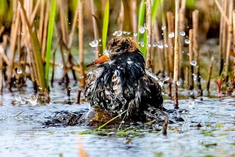 A ruff (Calidris pugnax, Syn.: Philomachus pugnax) splashing energetically in the water, drops splashing around it, Dümmer nature park Park, Lower Saxony, Germany