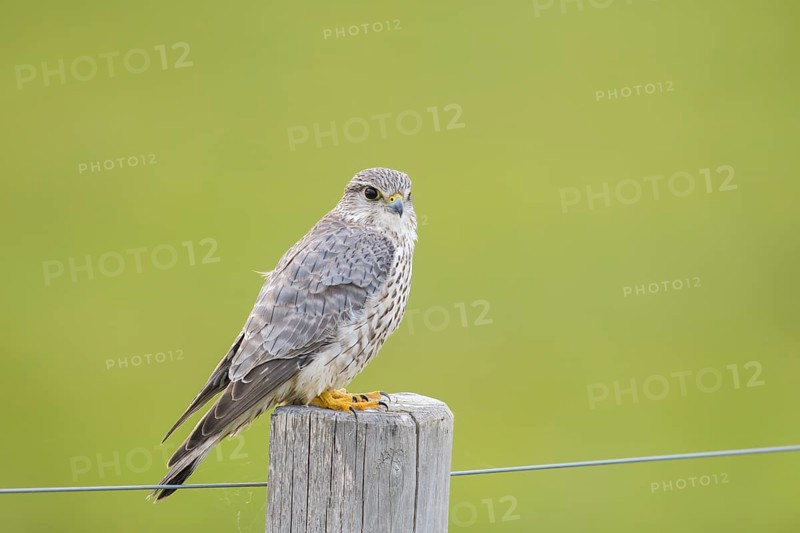 A Merlin (Falco columbarius) sits attentively on a wooden fence post against a green background, Dümmer nature park Park, Lower Saxony, Germany