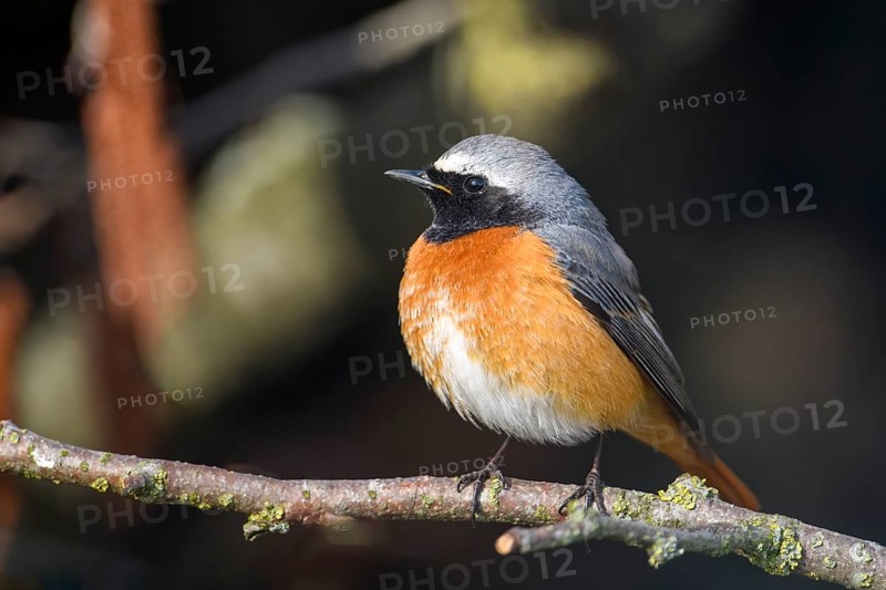 A redstart (Phoenicurus phoenicurus) with an orange-coloured belly sits quietly on a branch, Dümmer nature park Park, Lower Saxony, Germany