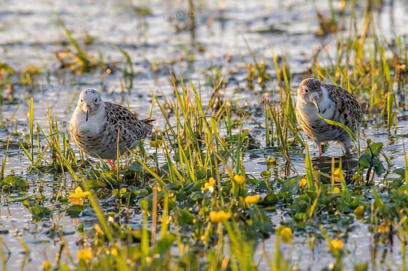 Two ruffs (Calidris pugnax, Syn.: Philomachus pugnax) standing in the water surrounded by grass and flowers, Dümmer nature park Park, Lower Saxony, Germany