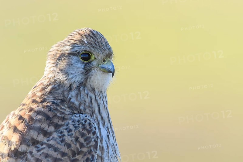 Close-up of a Common Kestrel (Falco tinnunculus) with detailed plumage in front of a blurred background, Dümmer nature park Park, Lower Saxony, Germany