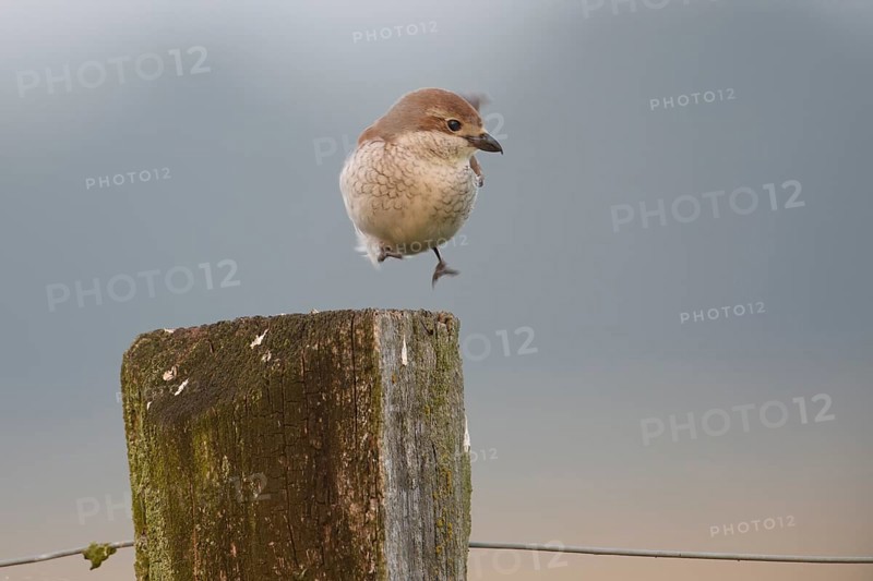 A female red-backed shrike (Lanius collurio) hopping on an old fence post in front of a blurred, foggy background, Dümmer nature park Park, Lower Saxony, Germany