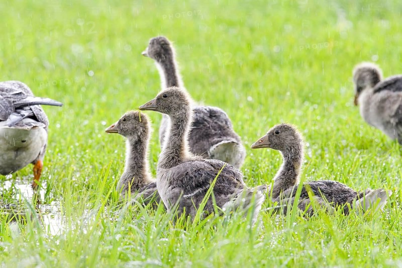 A group of large grey geese goslings (Anser anser) sitting on a green meadow and looking in different directions, Dümmer nature park Park, Lower Saxony, Germany