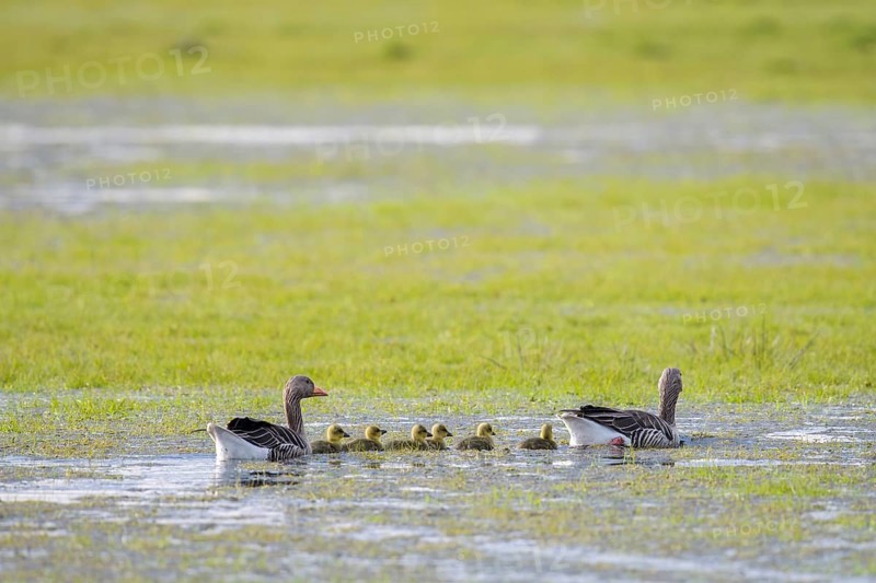 A family of greylag geese (Anser anser) accompanies their chicks as they swim through shallow water on a wet meadow, Dümmer nature park Park, Lower Saxony, Germany