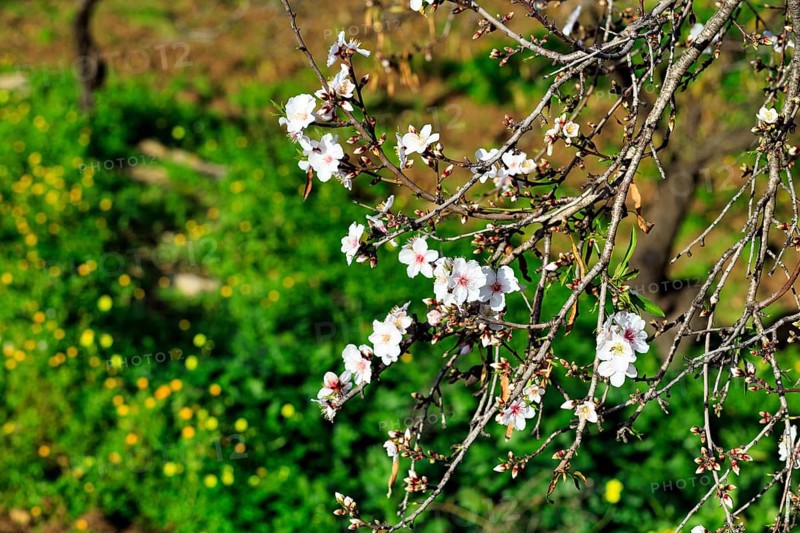Almond blossom, blossoming branch, almond tree (Prunus dulcis), Agrigento, Sicily, Southern Italy, Italy