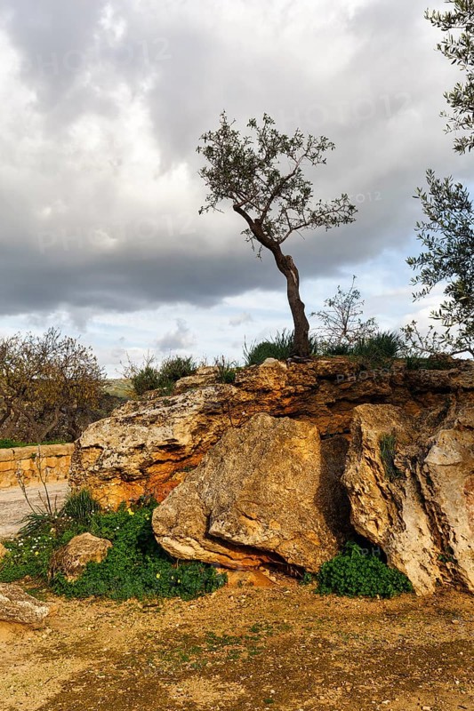 Gnarled olive tree (Olea europaea), rocky Mediterranean landscape, lithophyte, rock plant, adaptation, environment, symbolic photo, Valley of the Temples, Agrigento, Sicily, Italy