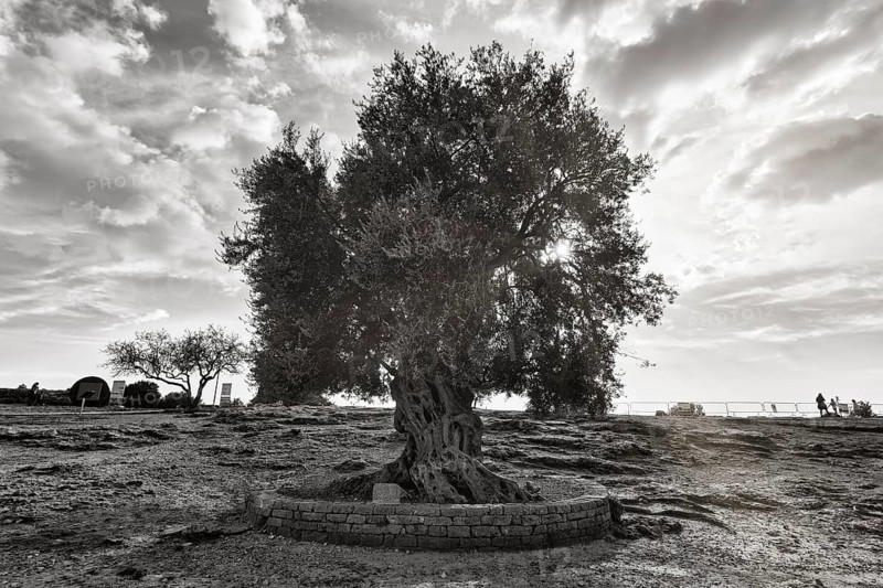 Old olive tree (Olea europaea), sunbeams, monochrome, Valley of the Temples, Agrigento, Sicily, Italy