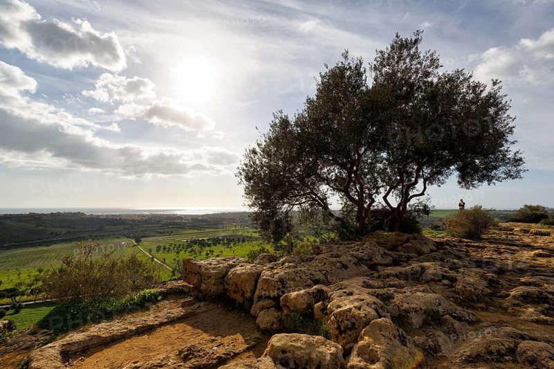 Olive tree, coastline on the horizon, sun rays, Valley of the Temples, Agrigento, Sicily, Italy