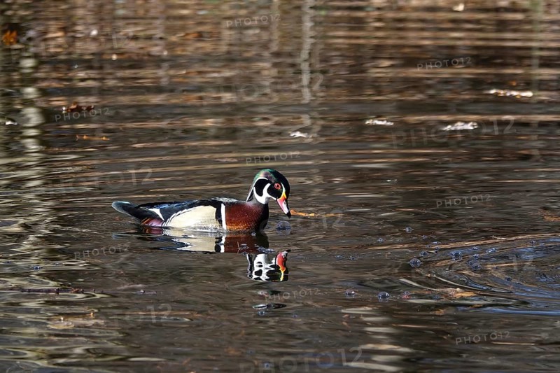Common mallard (Aix sponsa) on a lake, winter, Germany