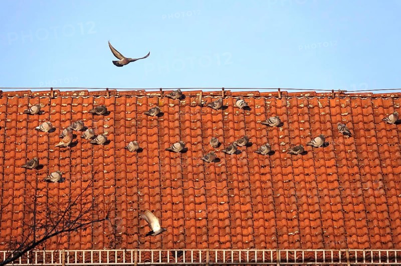 Pigeons on a roof in a city, winter, Germany