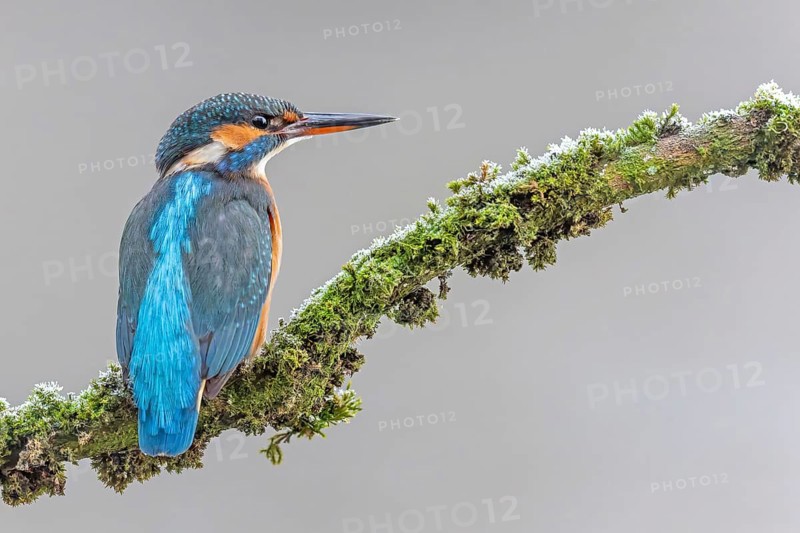 Kingfisher (Alcedo atthis) female, territory, on perch, lurking, foraging, hunting prey, fishing, frost and ice, hoarfrost, winter mood, Middle Elbe Biosphere Reserve, Saxony-Anhalt, Germany