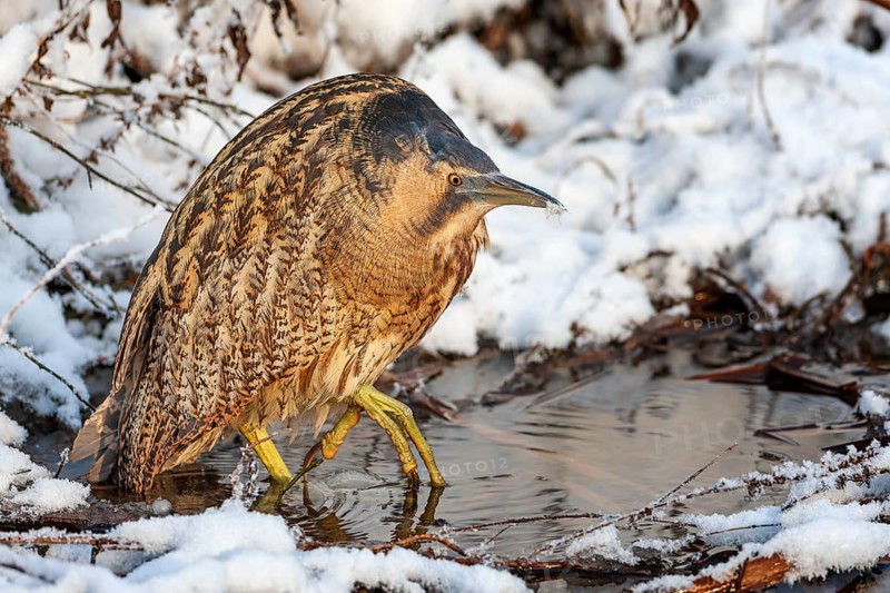 Bittern (Botaurus stellaris), lurking, foraging, heron, hunting prey, fishing, frost and ice, hoarfrost, winter mood, Middle Elbe Biosphere Reserve, camouflage, camouflage dress, frozen lake, reed dweller, wetland, habitat, Saxony-Anhalt, Germany