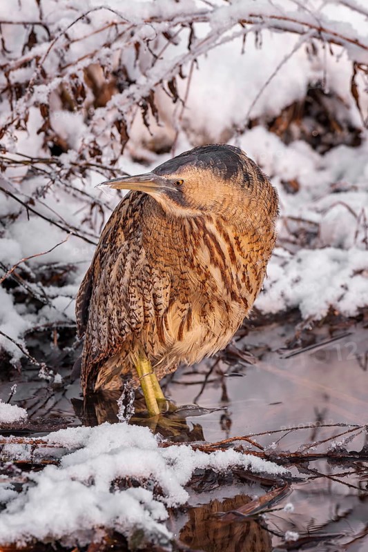Bittern (Botaurus stellaris), lurking, foraging, heron, hunting prey, fishing, frost and ice, hoarfrost, winter mood, Middle Elbe Biosphere Reserve, camouflage, camouflage dress, frozen lake, reed dweller, wetland, habitat, Saxony-Anhalt, Germany
