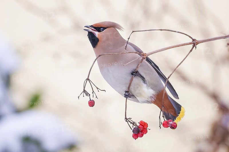 Waxwing (Bombycilla garrulus) rowan berries, foraging, winter visitor, migratory bird, resting bird, frost and ice, hoarfrost, winter mood, Middle Elbe Biosphere Reserve, North, Saxony-Anhalt, Germany