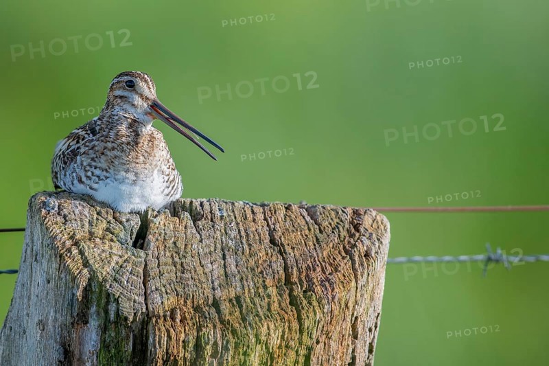 Common snipe (Gallinago gallinago), sitting comfortably on a fence post, pasture fence, Dümmer nature park Park, Lower Saxony, Germany