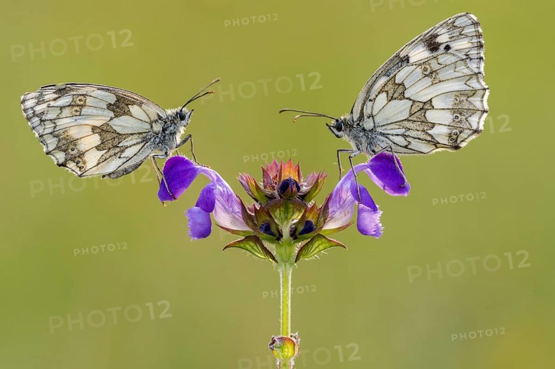 Checkerspot butterfly (Melanargia galathea) on Large Self-heal (Prunella grandiflora), Bad Münstereifel, North Rhine-Westphalia, Germany