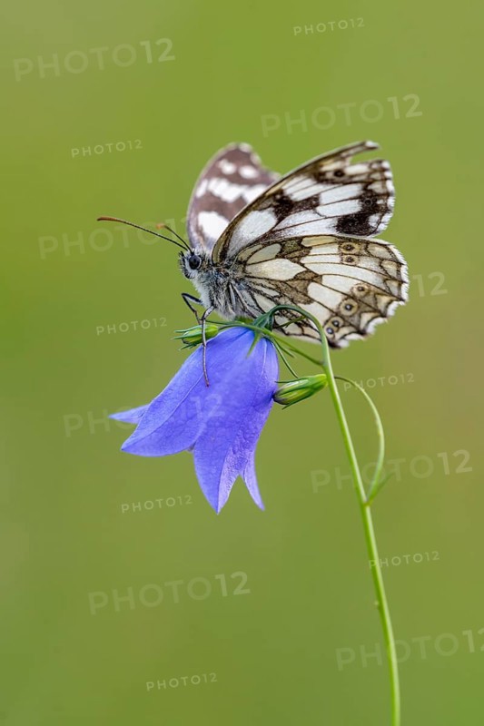 Checkerspot butterfly (Melanargia galathea) on bellflower (Campanula), Bad Münstereifel, North Rhine-Westphalia, Germany