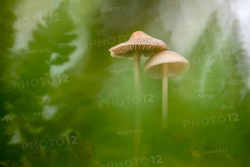 Lilac bonnet (Mycena pura), Ahlhorn, Lower Saxony, Germany